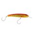 Coral Trout