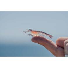 Nomad Live Ops Switcher Shrimp Soft Plastic Lure 5in Gold Bullet UV, Gold Bullet UV, bcf_hi-res