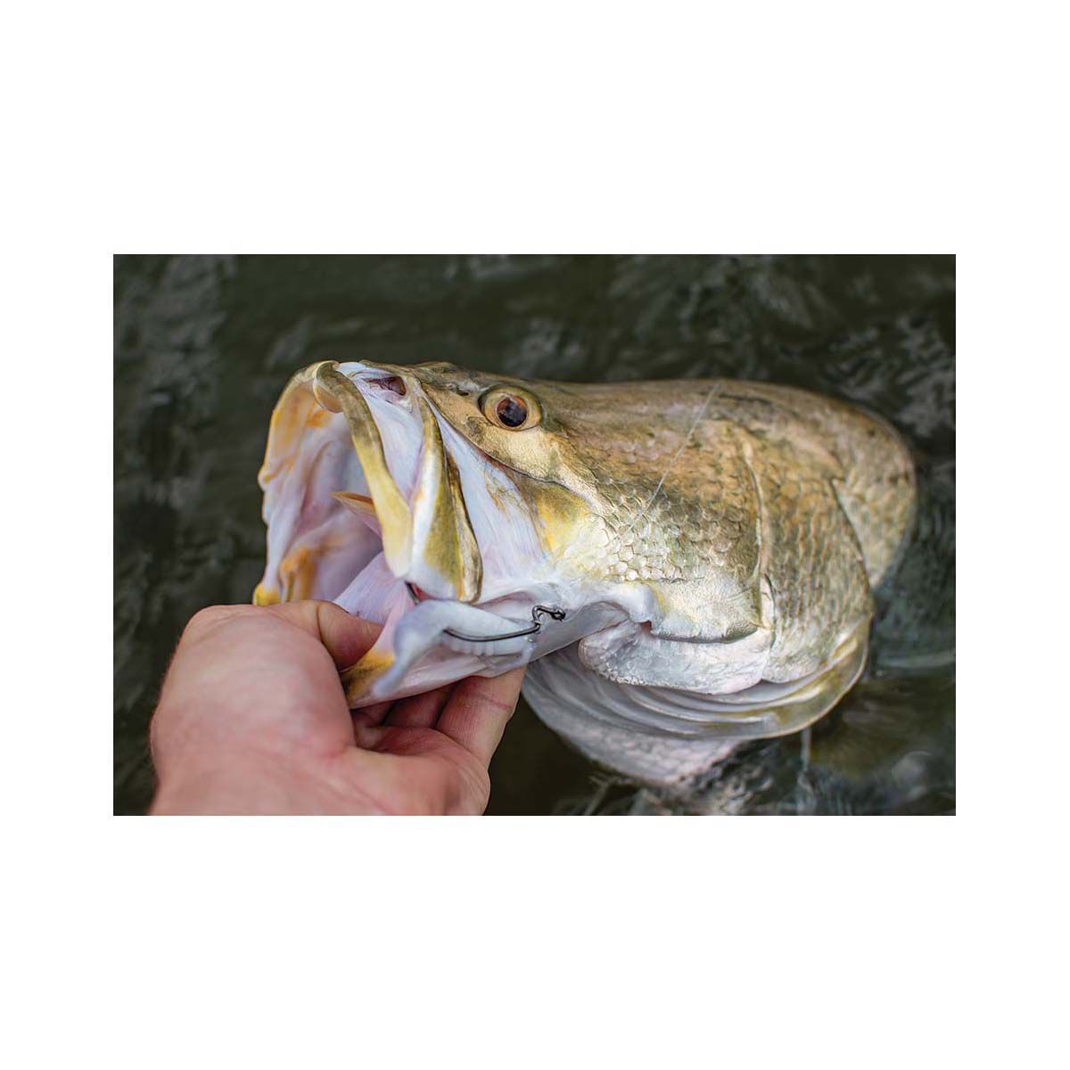 Berkley Gulp! Shrimp Soft Plastic Lure 4in Red Belly Shrimp, Red Belly Shrimp, bcf_hi-res