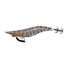 Natural Prawn