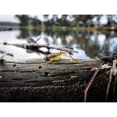 Nomad Live Ops Radiax Soft Plastic Lure 2.25in Gold Bullet, Gold Bullet, bcf_hi-res