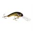 Gold Frog