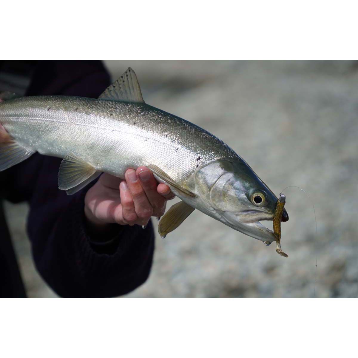 Berkley PowerBait T-Tail Minnow Soft Plastic Lure 2.6in Olive Pearl, Olive Pearl, bcf_hi-res