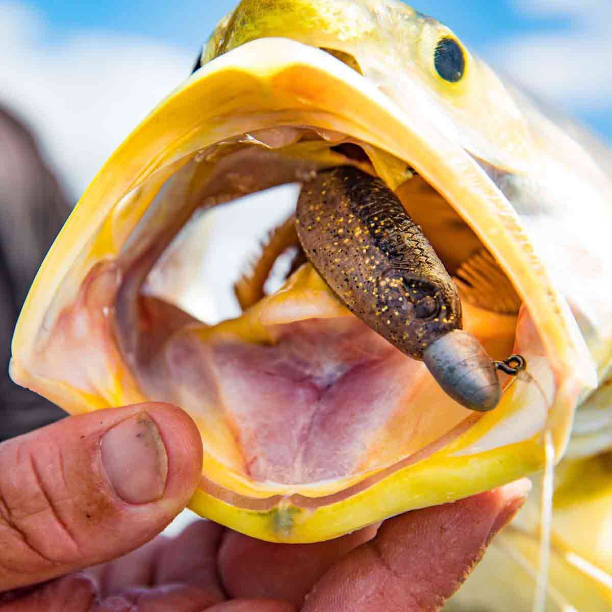 Rapala CrushCity Heavy Hitter Soft Plastic Lure 4in Black Gold, Black Gold, bcf_hi-res