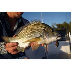 Pro Lure Crank S Hardbody Lure 36mm Mangrove Shrimp, Mangrove Shrimp, bcf_hi-res