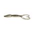 Gold Flash Minnow