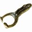 Mud Minnow