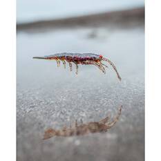 Pro Lure Clone Prawn Soft Plastic Lure 92mm Jelly Prawn UV, Jelly Prawn UV, bcf_hi-res