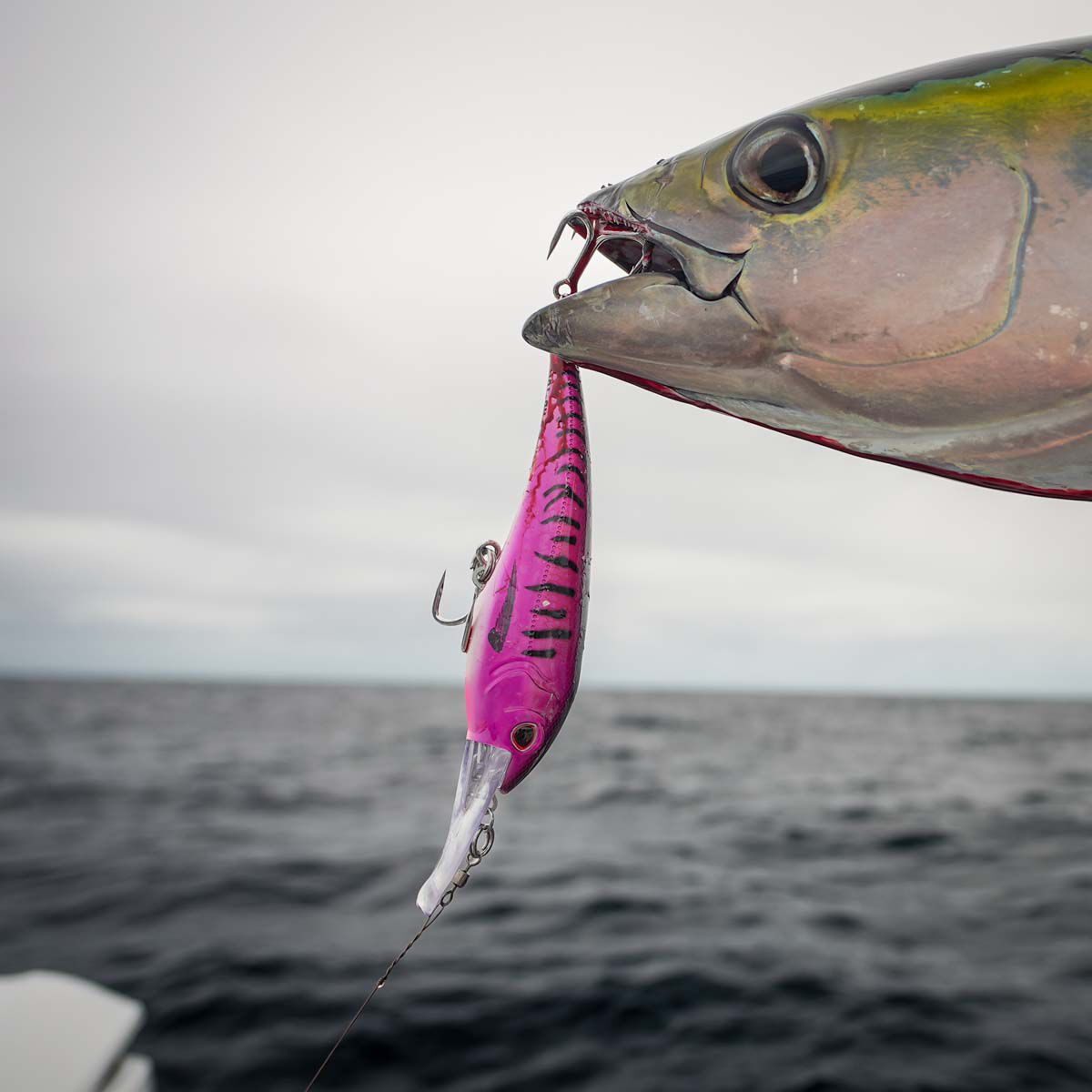 Nomad DTX Minnow HD Shallow Floating Hardbody Lure 180mm Black Pink Mackerel, Black Pink Mackerel, bcf_hi-res