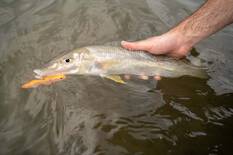 Daiwa Infeet Slippery Dog TG Tune Surface Lure 65mm Jelly Prawn, Jelly Prawn, bcf_hi-res