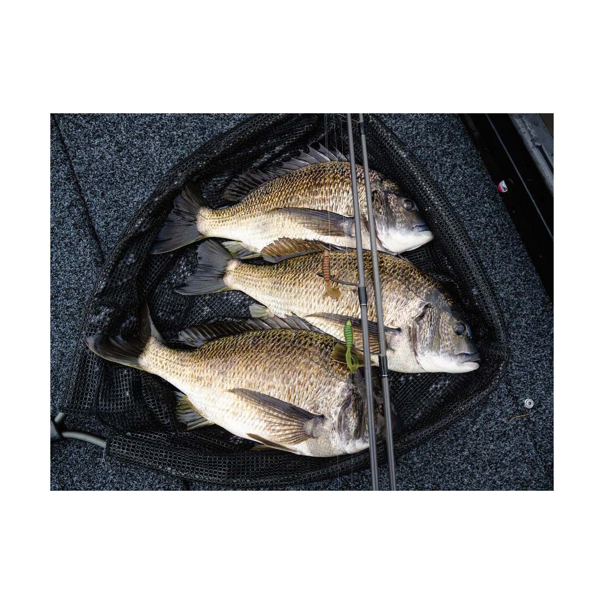 TT Fishing HeadlockZ Finesse UV Jigheads Orange, , bcf_hi-res