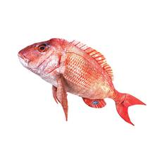 BCF Snapper 100cm Plush Toy, , bcf_hi-res