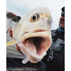 Rapala CrushCity Creeper Soft Plastic Lure 2.5in Pearl White, Pearl White, bcf_hi-res