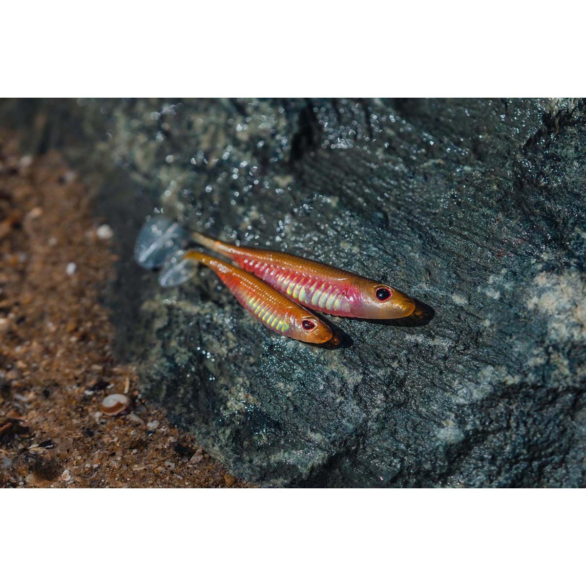 Nomad Live Ops Spectre Minnow Soft Plastic Lure 3.25in Pink Wakasagi, Pink Wakasagi, bcf_hi-res