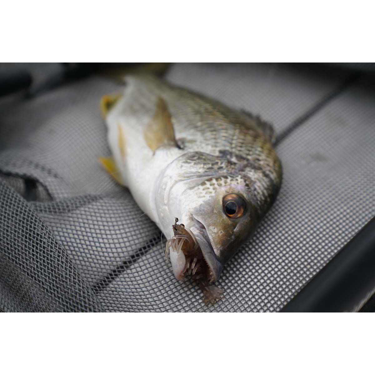 Pro Lure Clone Prawn Soft Plastic Lure 62mm Motor Oil UV, Motor Oil UV, bcf_hi-res