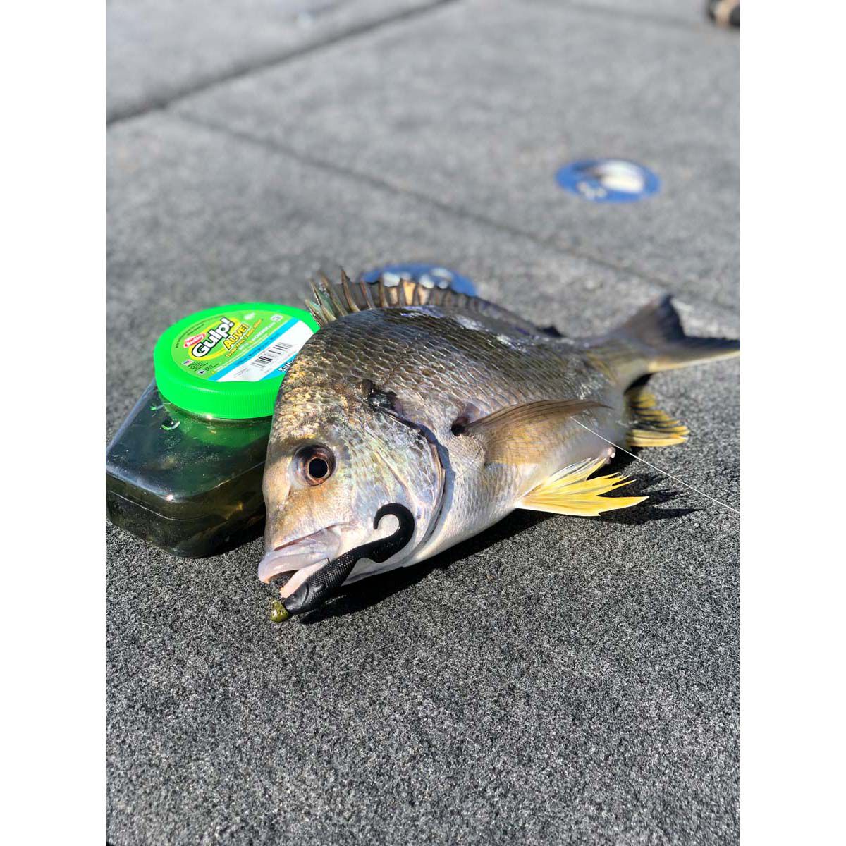 Berkley Gulp Alive! Minnow Grub Soft Plastic Lure 3in Pumpkinseed, Pumpkinseed, bcf_hi-res