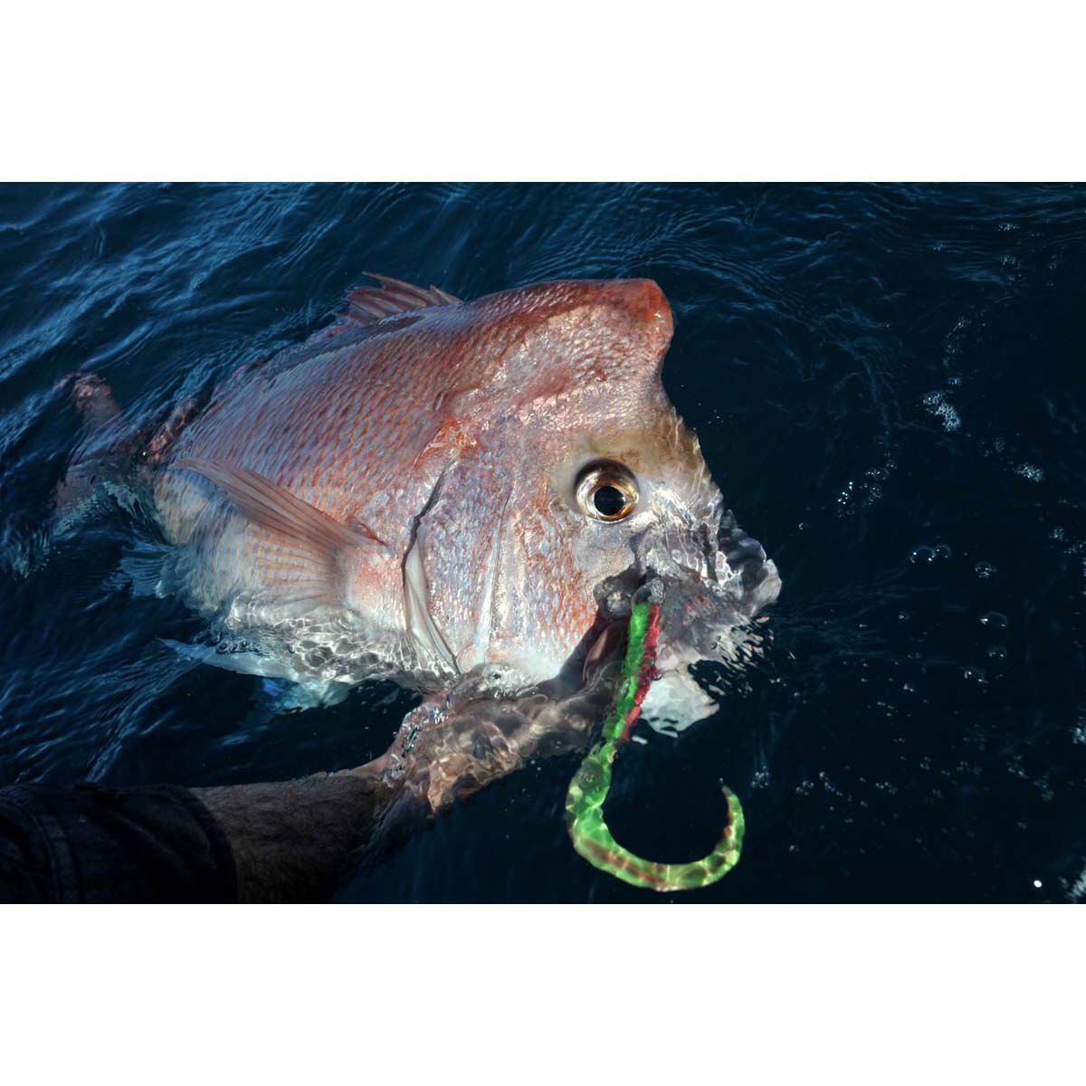 Berkley Gulp! Grub Soft Plastic Lure 6in Pink Shine, Pink Shine, bcf_hi-res