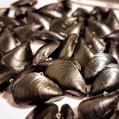 Blue Lip Baits Micro Mussel L Lure 3cm Dark Knight, Dark Knight, bcf_hi-res