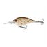 Spangled Perch