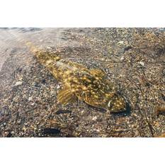 Nomad Squidtrex Vibe Lure 75mm Green Gold Gizzy, Green Gold Gizzy, bcf_hi-res