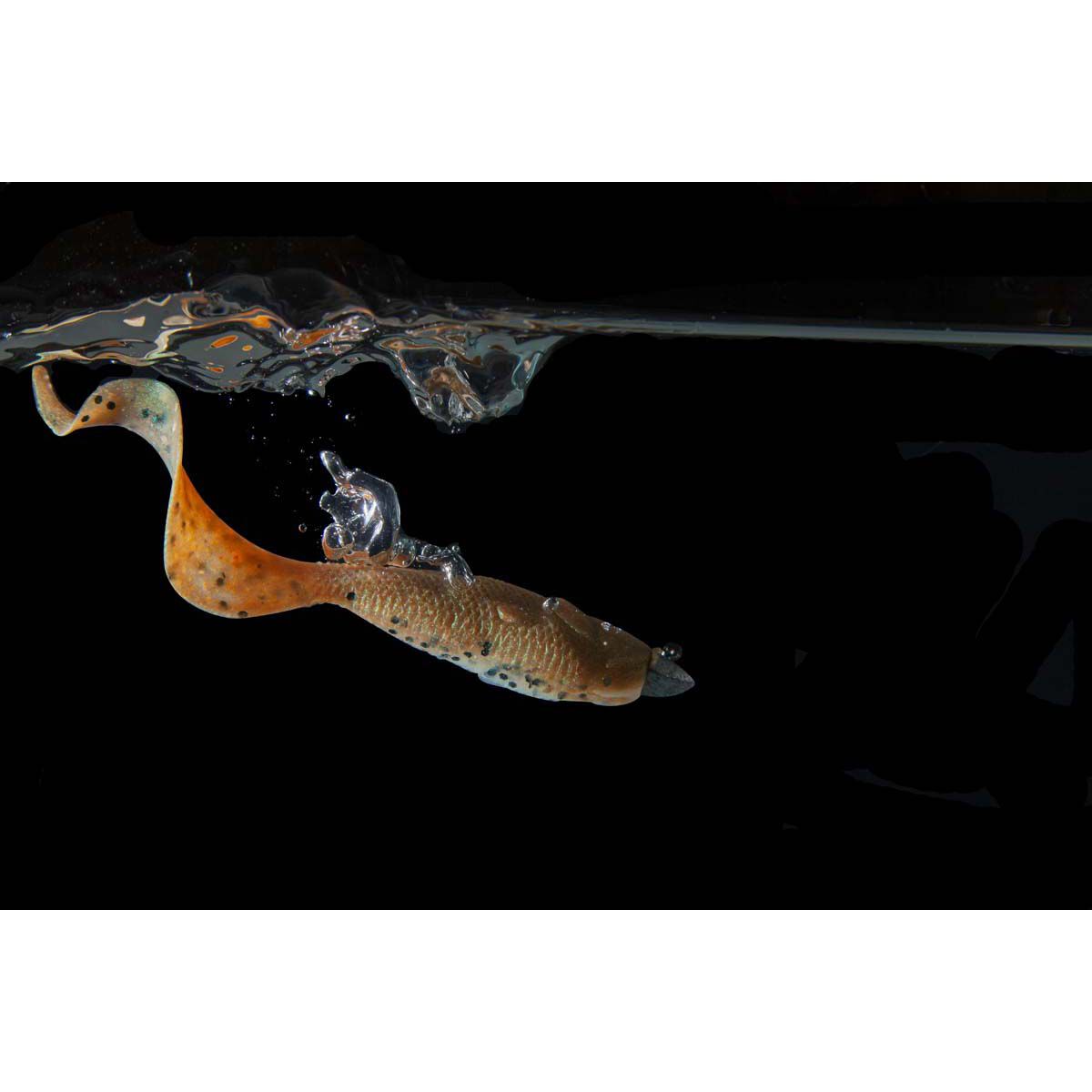 Berkley Gulp Alive! Minnow Grub Soft Plastic Lure 3in Pumpkinseed, Pumpkinseed, bcf_hi-res