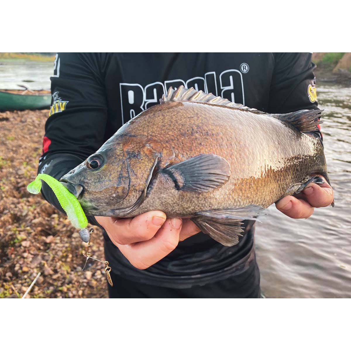 Rapala CrushCity Suspect Soft Plastic Lure 2.75in Whiting, Whiting, bcf_hi-res