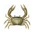Olive Black Crab