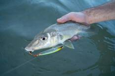 Daiwa Infeet Slippery Dog TG Tune Surface Lure 65mm Honey Bee, Honey Bee, bcf_hi-res