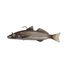 King George Whiting