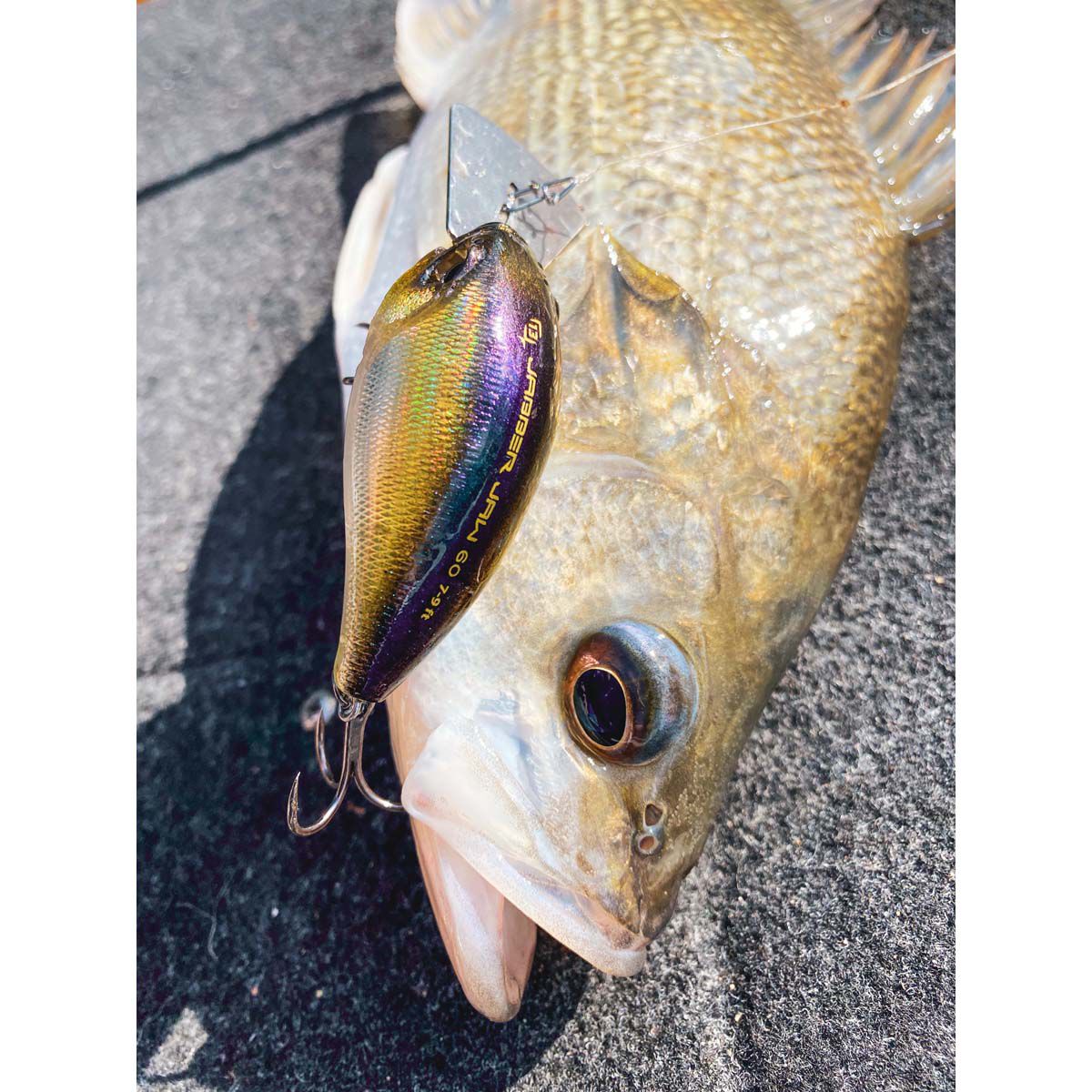 13 Fishing Jabber Jaw Crankbait Lure 2.3in Citrus Shad, Citrus Shad, bcf_hi-res