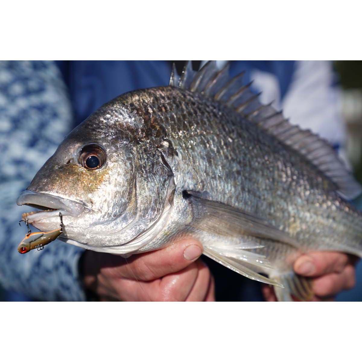 Pro Lure Blade V Vibe Lure 42mm Whitebait, Whitebait, bcf_hi-res