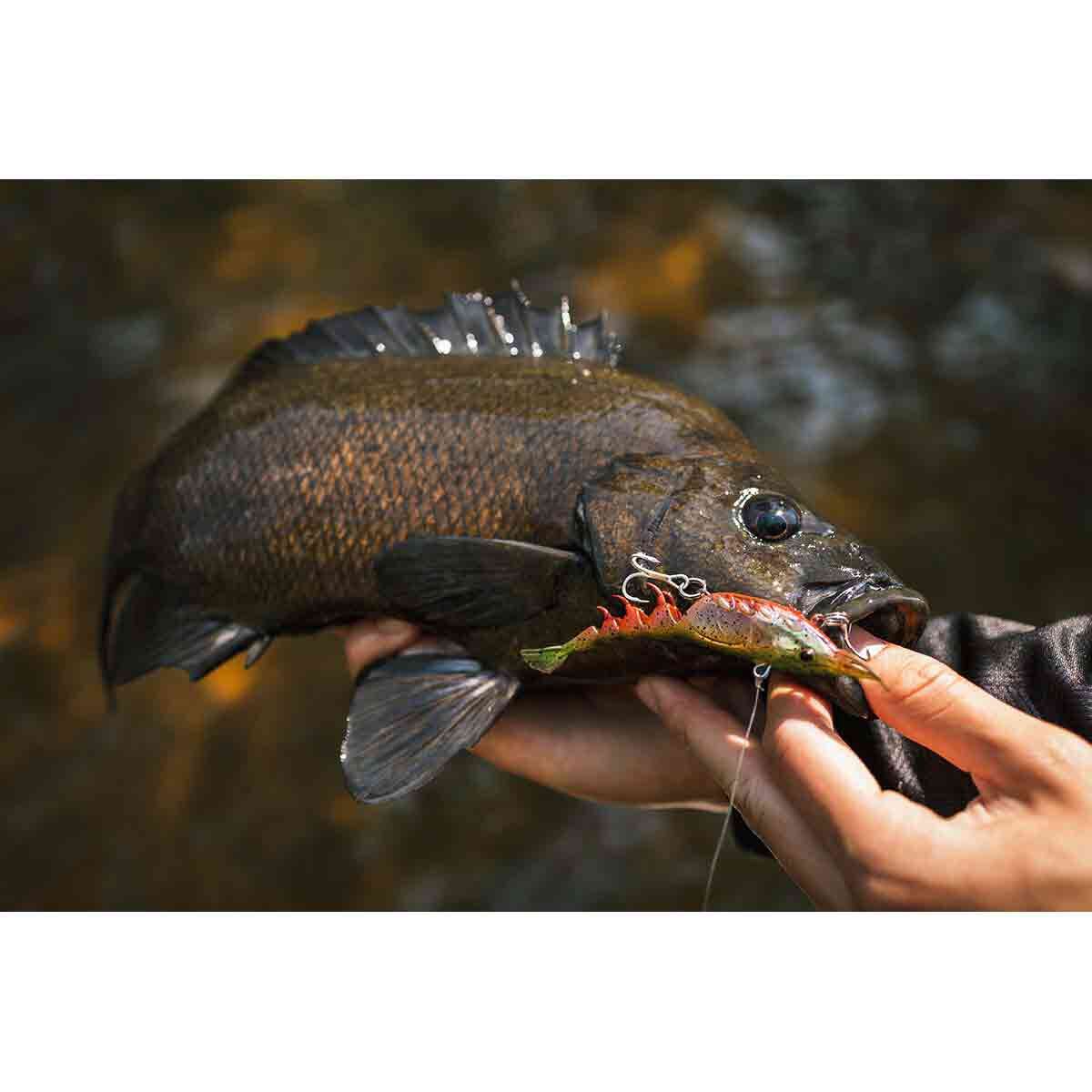 Berkley Shimma Shrimp Soft Vibe Lure 65mm Nuclear Shrimp, Nuclear Shrimp, bcf_hi-res