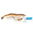 Native Prawn