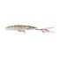 Bay Prawn