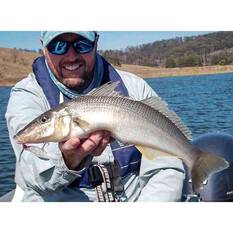 MMD Splash Prawn Surface Lure 70mm Cooked King, Cooked King, bcf_hi-res