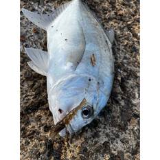 Pro Lure Clone Prawn Soft Plastic Lure 62mm Pearl Green UV, Pearl Green UV, bcf_hi-res