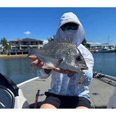 Daiwa Infeet Kodachi 40SF Hard Body Lure 40mm Sydney Suji, Sydney Suji, bcf_hi-res