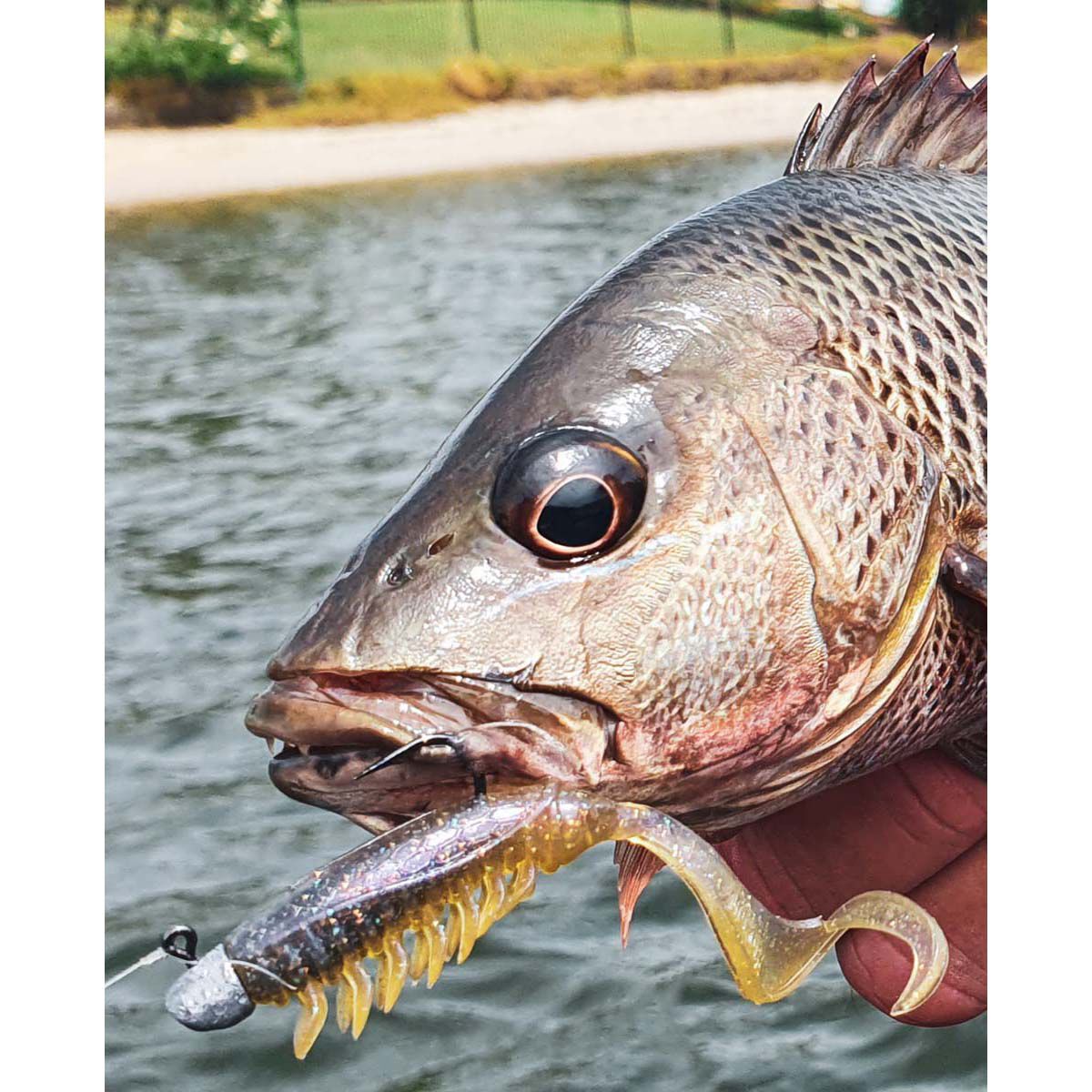 Rapala CrushCity Creeper Soft Plastic Lure 2.5in Motor Oil UV, Motor Oil UV, bcf_hi-res