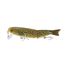 Murray Cod