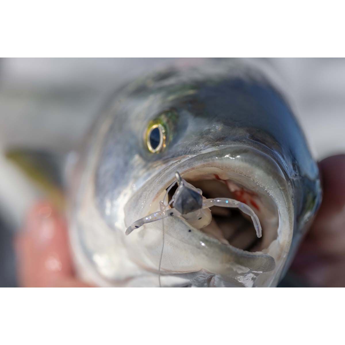 Berkley PowerBait Shrimp Soft Plastic Lure 2in Bloodworm, Bloodworm, bcf_hi-res