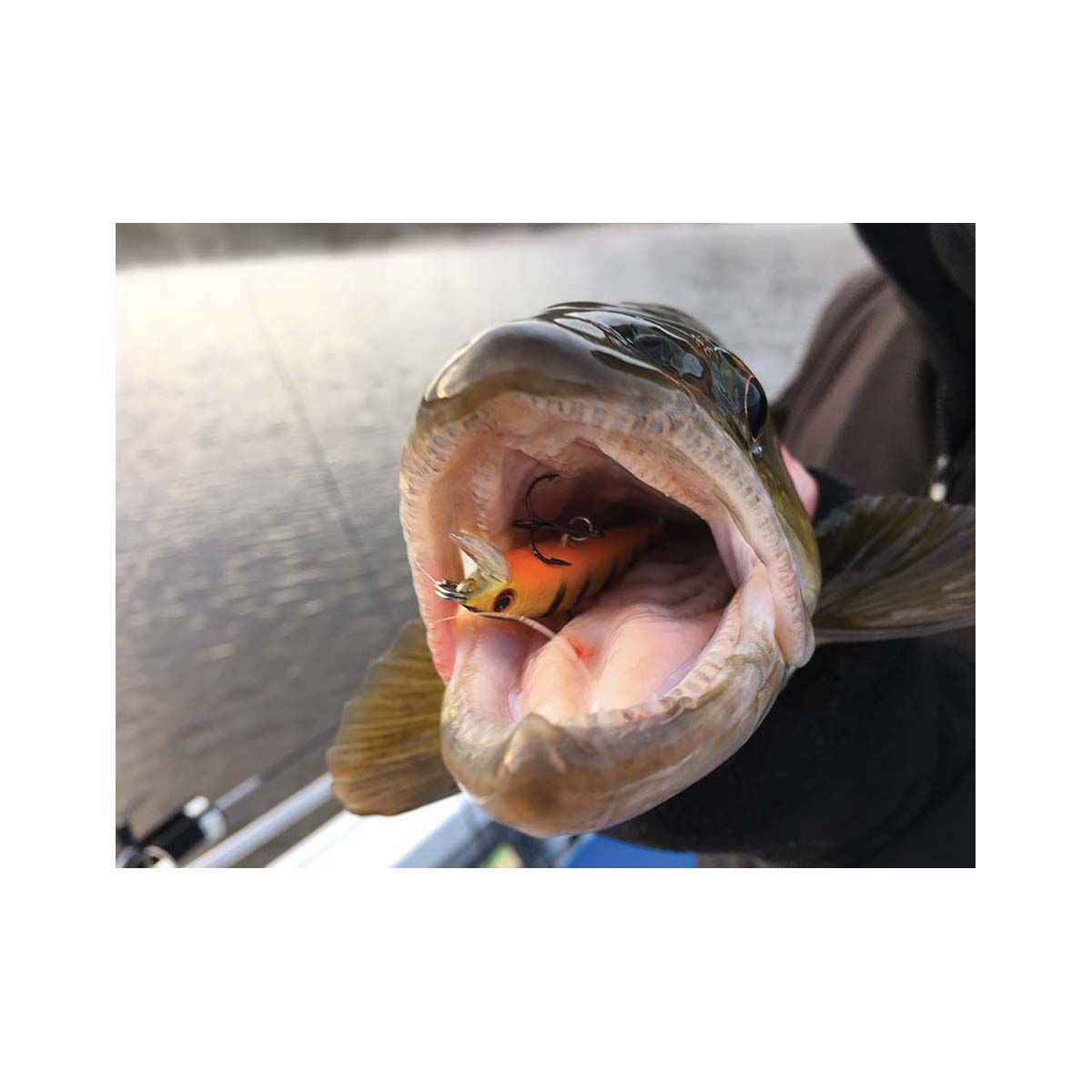 Hawk Sniper Hard Body Lure 60S Metallic Ayu, Metallic Ayu, bcf_hi-res