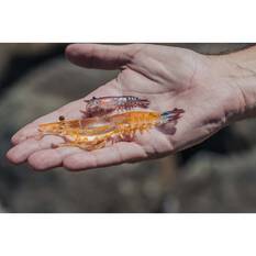 Nomad Live Ops Switcher Shrimp Soft Plastic Lure 2.3in Gold Bullet UV, Gold Bullet UV, bcf_hi-res