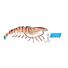 Tiger Prawn