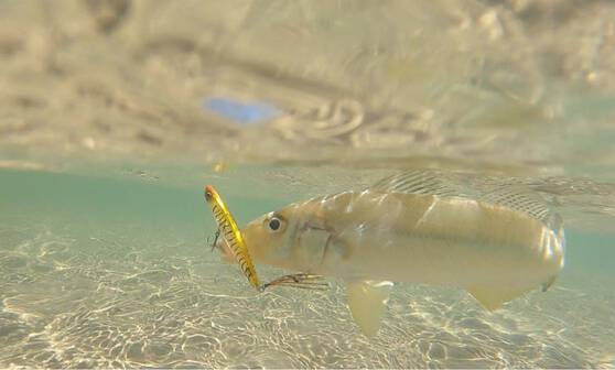 Daiwa Infeet Slippery Dog TG Tune Surface Lure 65mm Honey Bee, Honey Bee, bcf_hi-res