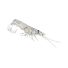 Jelly Prawn