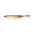 Arkansas Shiner
