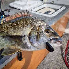 Blue Lip Baits Micro Mussel H Lure 3cm Dark Knight, Dark Knight, bcf_hi-res