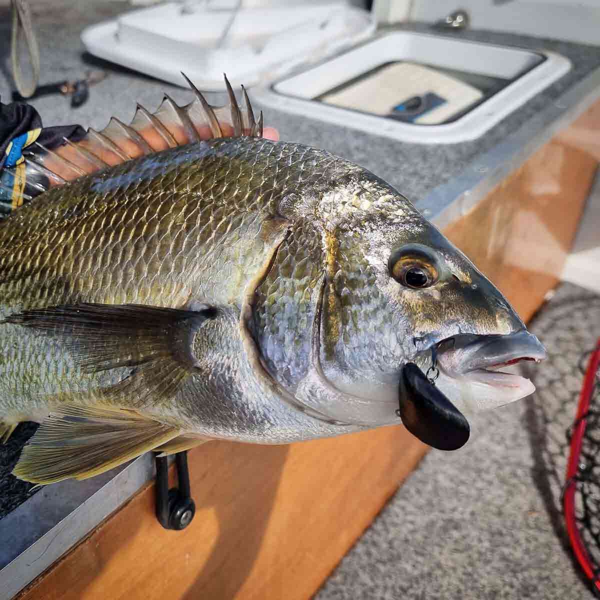 Blue Lip Baits Micro Mussel L Lure 3cm Dark Knight, Dark Knight, bcf_hi-res