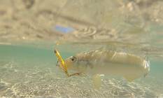 Daiwa Infeet Slippery Dog TG Tune Surface Lure 65mm Ammonite, Ammonite, bcf_hi-res