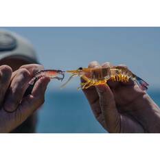 Nomad Live Ops Switcher Shrimp Soft Plastic Lure 2.3in Fried Banana, Fried Banana, bcf_hi-res